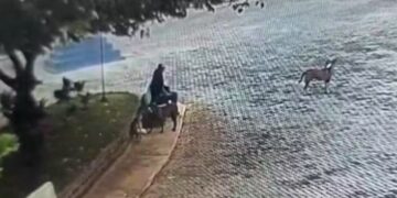 Homem é multado em R$ 21 mil por envenenar cães de rua no interior de SP