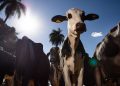 União Europeia oficializa veto à carne brasileira a partir de setembro