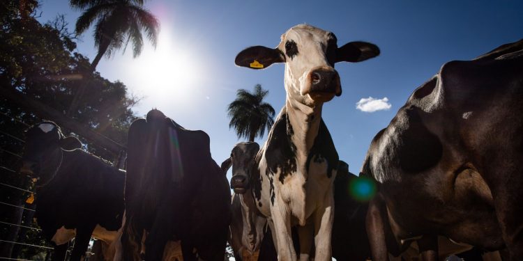 União Europeia oficializa veto à carne brasileira a partir de setembro