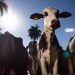 União Europeia oficializa veto à carne brasileira a partir de setembro